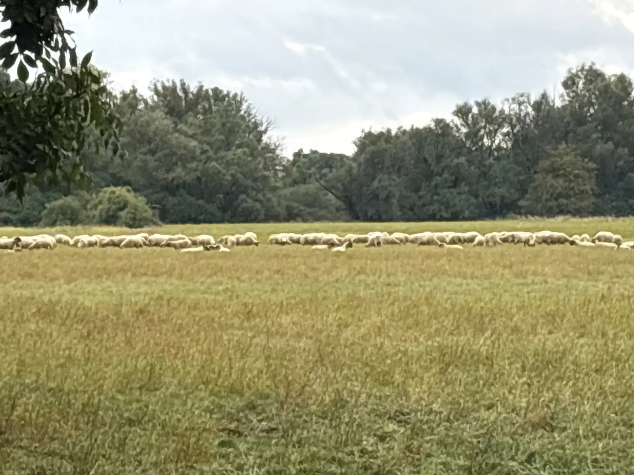 Schafe auf einer Auenwiese