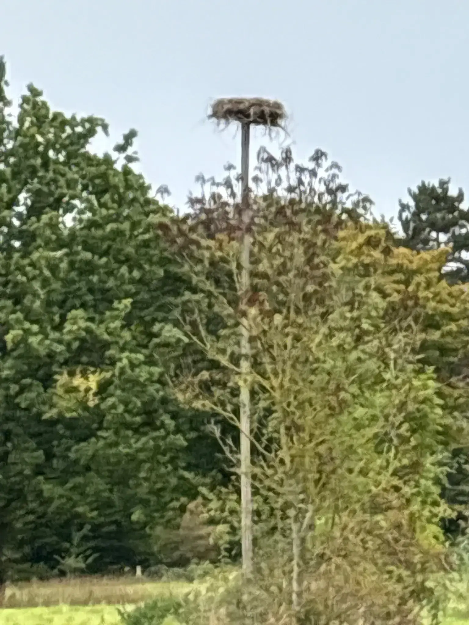 Storchennest auf einem Pfahl
